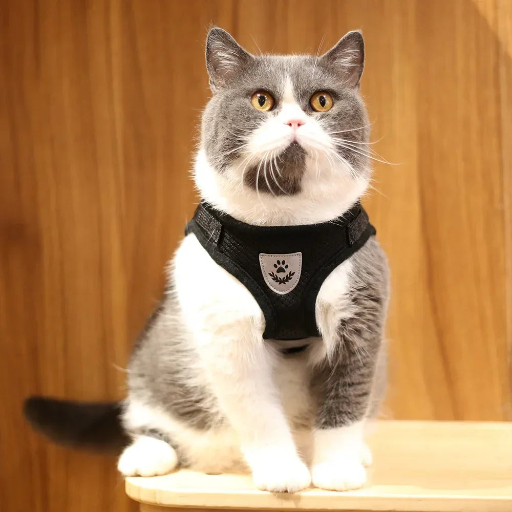 Limorista | Premium Adjustable Kiity Harness Leash Set Limorista